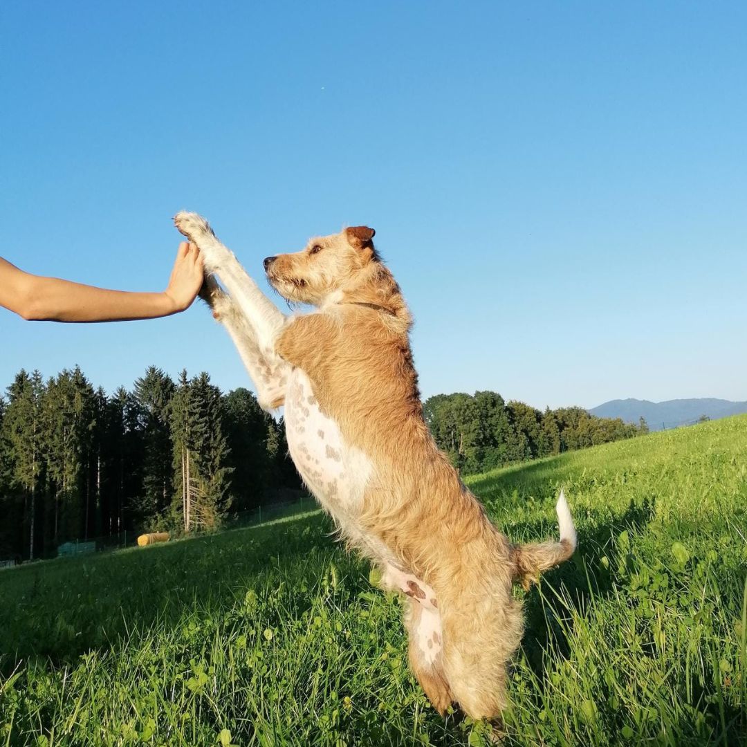 Hundefreundlicher Garten: So machst Du Deinen Außenbereich sicher und gemütlich
