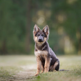 Wandern mit Hund – so klappt’s mit der Auszeit in den Bergen