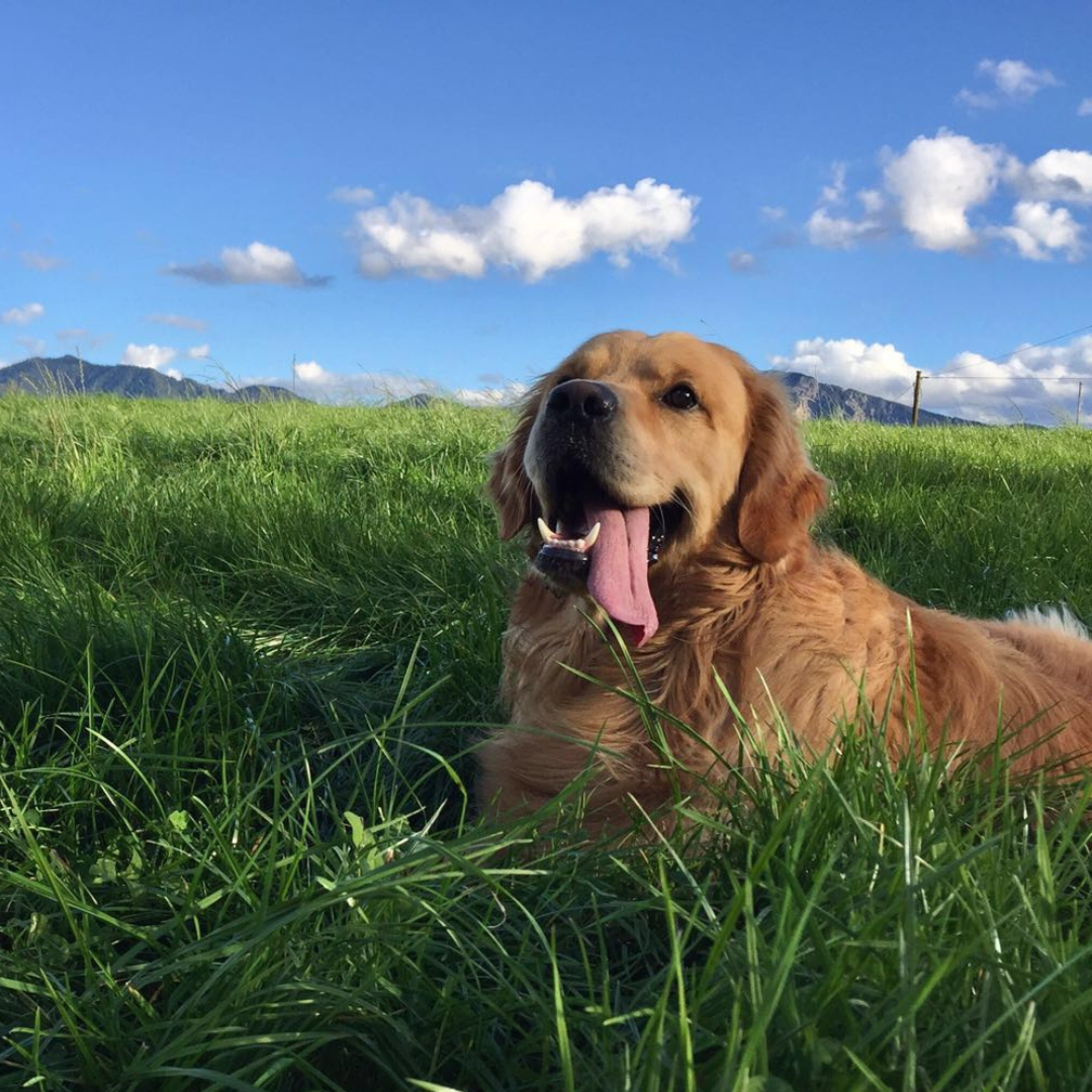 Zeckensaison 2025: So schützt du deinen Hund natürlich und effektiv