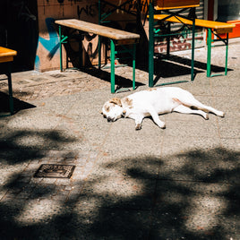 DIY: Sommerleckerlis & Hundeeis – so einfach machst du deinem Hund eine Freude