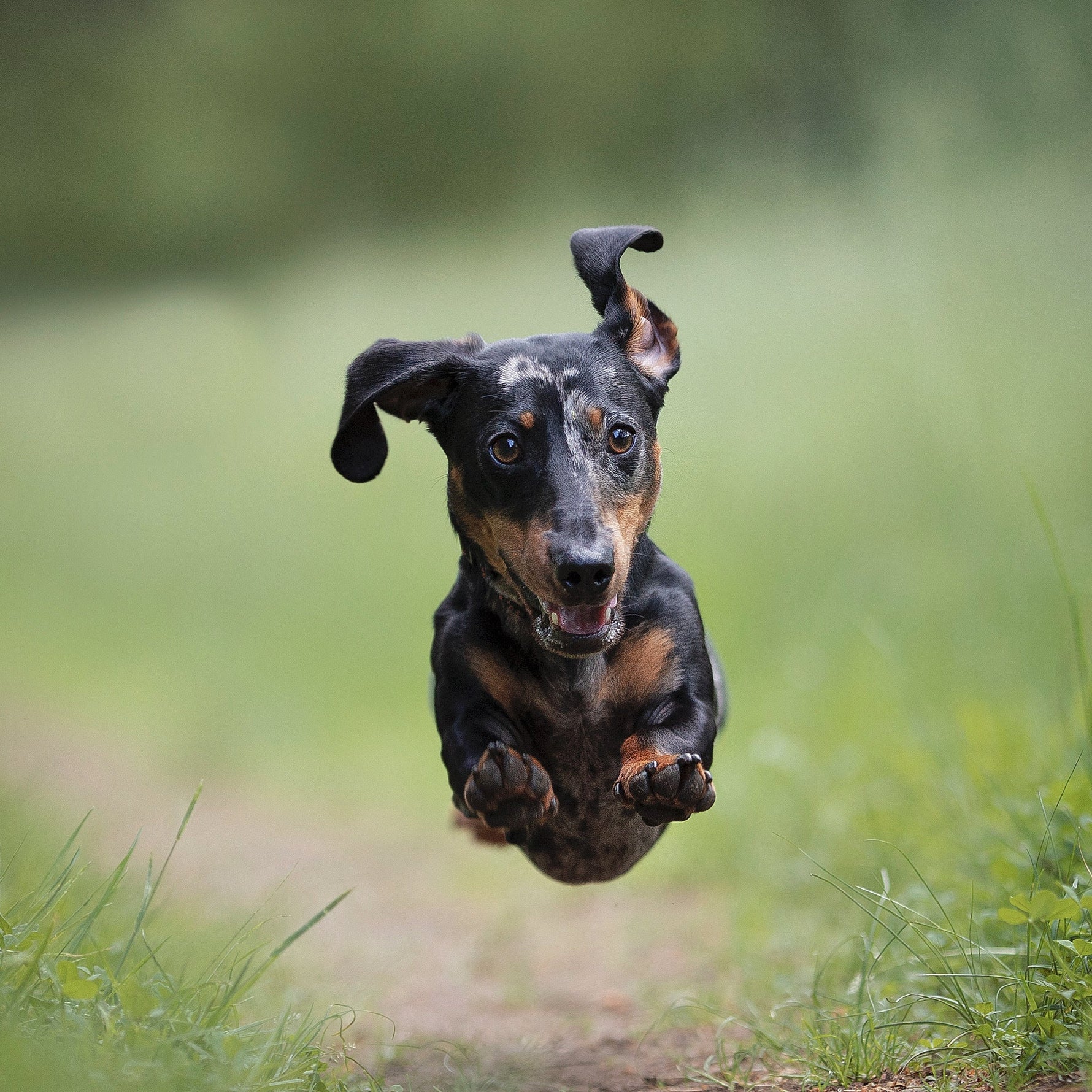 Reisen mit Hund: Die besten Tipps für eure nächste Urlaubszeit