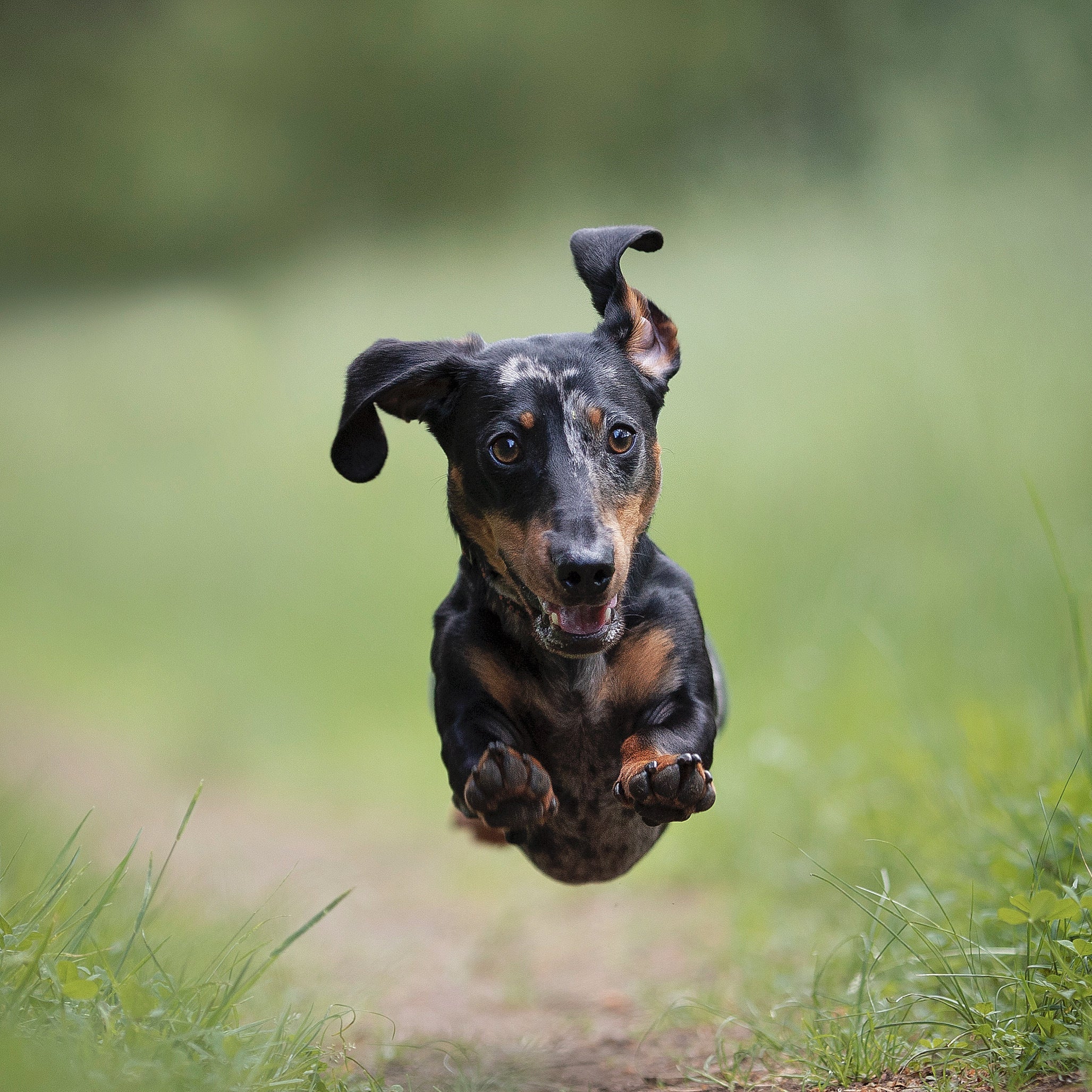 Reisen mit Hund: Die besten Tipps für eure nächste Urlaubszeit