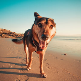 Hund und Hitze: Diese 7 Fehler machen viele im Sommer